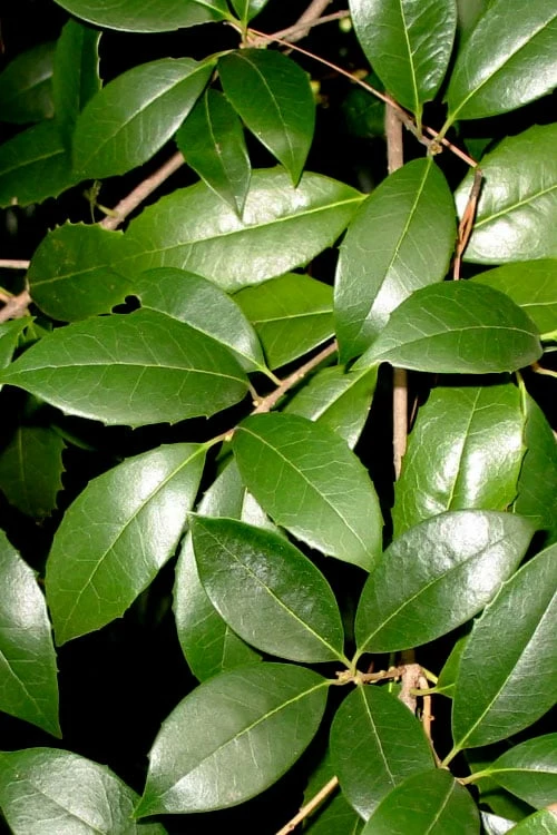 Fruitland's Fortune Tea Olive (Fragrant Osmanthus) - 7 Gallon Pot (4-5') - Image 5