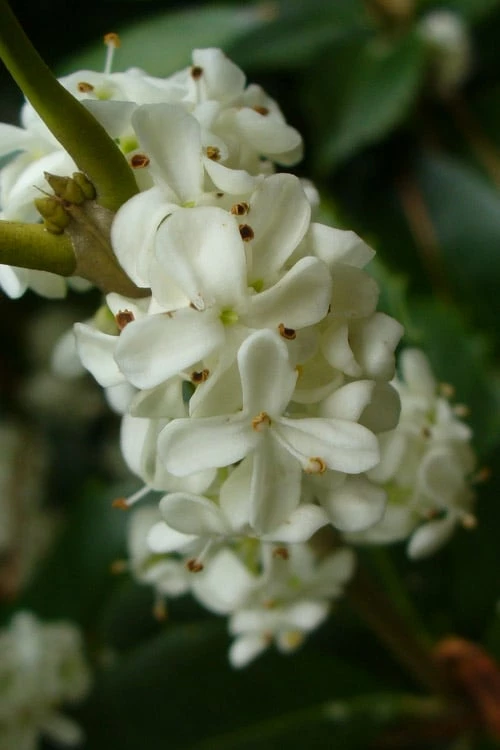 Fruitland's Fortune Tea Olive (Fragrant Osmanthus) - 7 Gallon Pot (4-5')