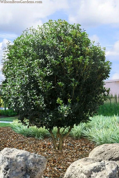 Fruitland's Fortune Tea Olive (Fragrant Osmanthus) - 7 Gallon Pot (4-5') - Image 4