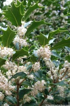 Gulftide Hardy Tea Olive (Osmanthus) - 3 Gallon Pot