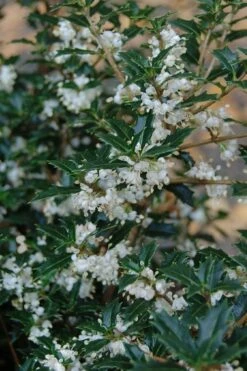 Party Princess 'Kaori Hime' Fragrant Tea Olive - 1 Gallon Pot