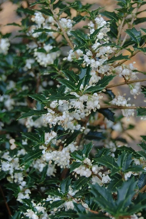 Party Princess 'Kaori Hime' Fragrant Tea Olive - 1 Gallon Pot