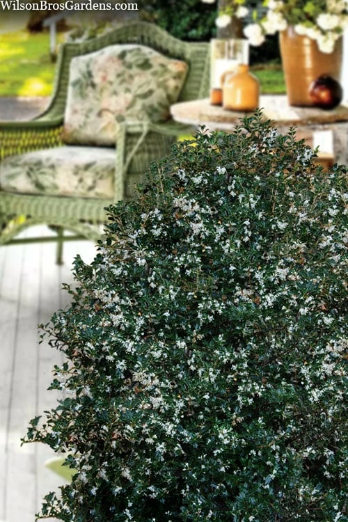 Party Princess 'Kaori Hime' Fragrant Tea Olive - 1 Gallon Pot - Image 6