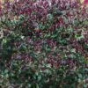 Purple Leaf Tea Olive (Osmanthus Heterophyllus 'Purpurea') - 2 Gallon Pot