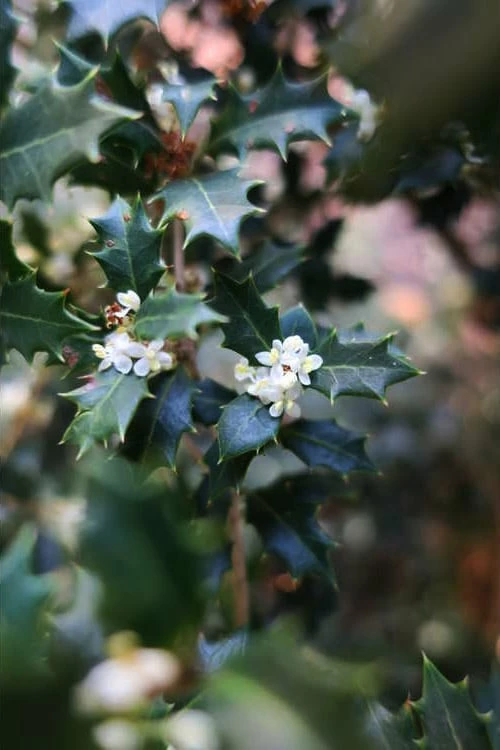 Party Princess 'Kaori Hime' Tea Olive - 7 Gallon Pot (2-3') - Image 4