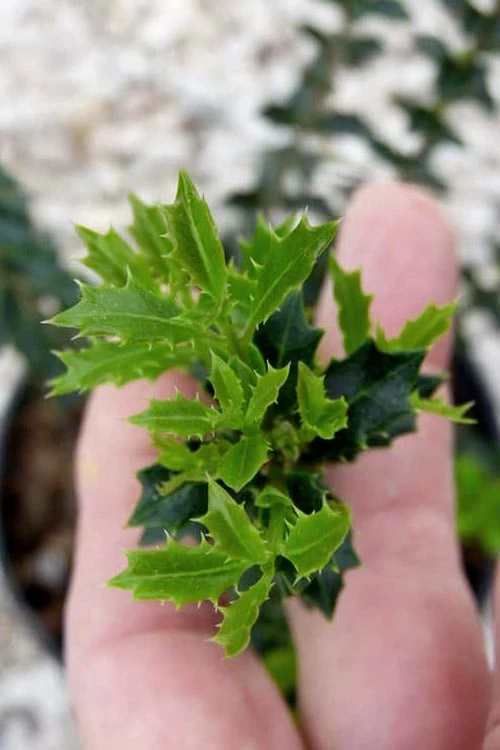 Party Princess 'Kaori Hime' Tea Olive - 7 Gallon Pot (2-3') - Image 7