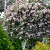Palibin Lilac Tree (Single Trunk) - 7 Gallon Pot (5-6')