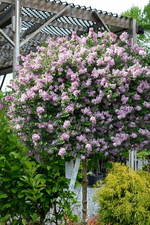 Palibin Lilac Tree (Single Trunk) - 7 Gallon Pot (5-6')