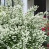 Blizzard Mock Orange (Philadelphus) - 5 Gallon Pot
