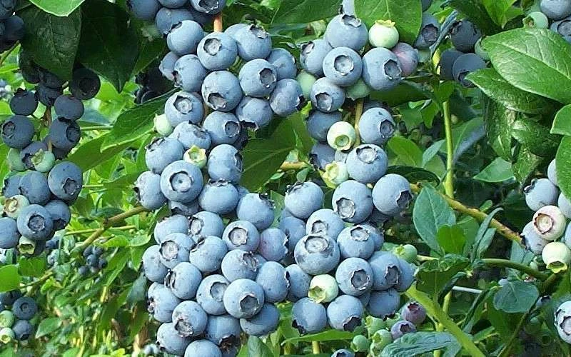 Brightwell Rabbiteye Blueberry - 1 Gallon Pot - Image 4