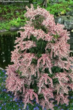 Dorothy Wycoff Pieris - 3 Gallon Pot