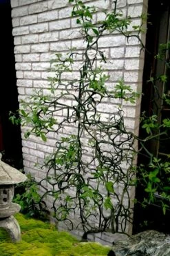 Flying Dragon Hardy Orange Tree - 7 Gallon Pot (3-4')