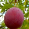 American Wild Plum Tree (Prunus Americana) - 3 Gallon Pot