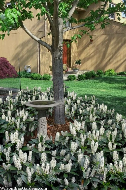 Zabel Laurel (Prunus Laurocersasus 'Zabeliana') - 6 Pack Of 1 Gallon Pots - Image 4