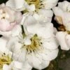 Fragrant Snow Japanese Flowering Apricot (Prunus Mume) - 2 Gallon Pot