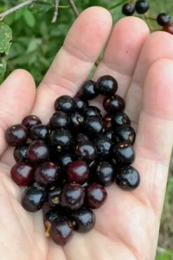 Wild Black Cherry Tree - 1 Gallon Pot