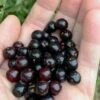 Wild Black Cherry Tree - 3 Gallon Pot