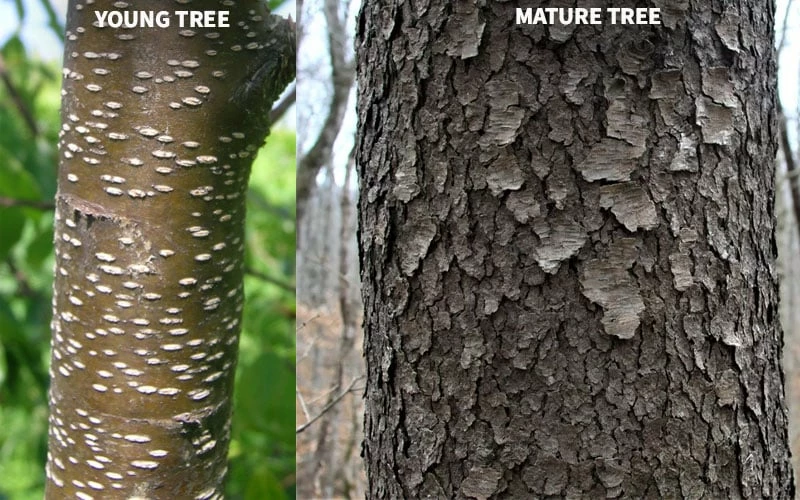 Wild Black Cherry Tree - 3 Gallon Pot - Image 10