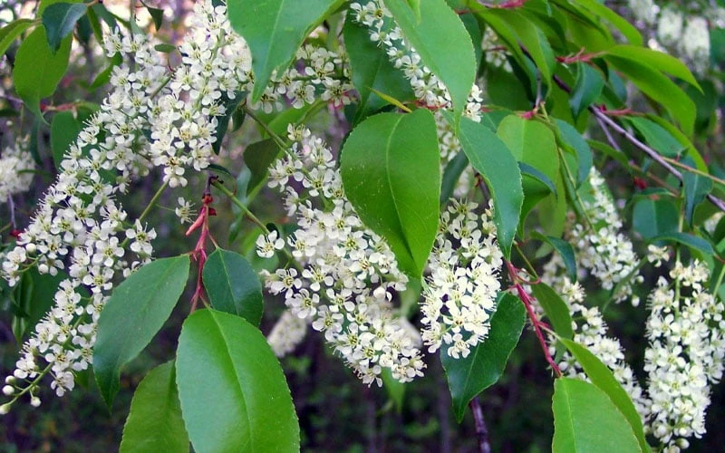 Wild Black Cherry Tree - 3 Pack Of 1.5 Quart Pots - Image 8