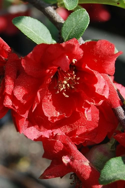 Iwai Nishiki Red Flowering Quince - 3 Gallon Pot - Image 4