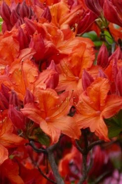 Mooshatanio Native Azalea (Rhododendron X Austrinum) - 3 Gallon Pot
