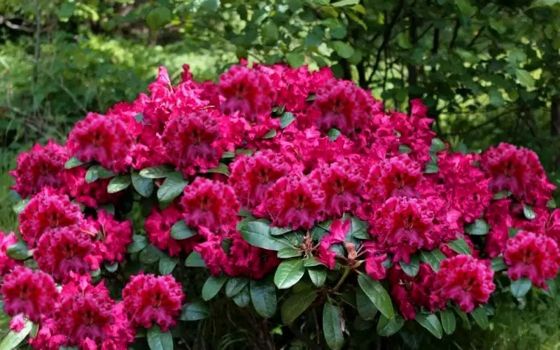Besse Howells Rhododendron - 3 Gallon Pot - Image 6