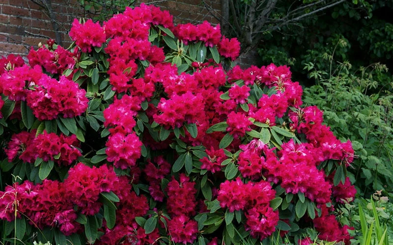 Besse Howells Rhododendron - 3 Gallon Pot - Image 5