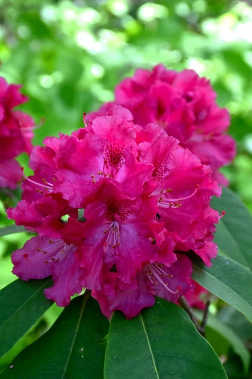 Besse Howells Rhododendron - 3 Gallon Pot - Image 7