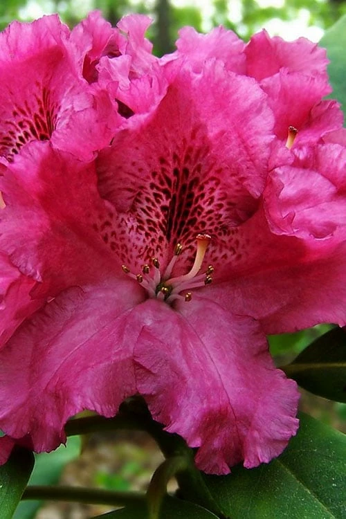 Besse Howells Rhododendron - 3 Gallon Pot - Image 4