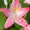 Pink Perfume Native Azalea (Rhododendron Hybrid) - 3 Gallon Pot