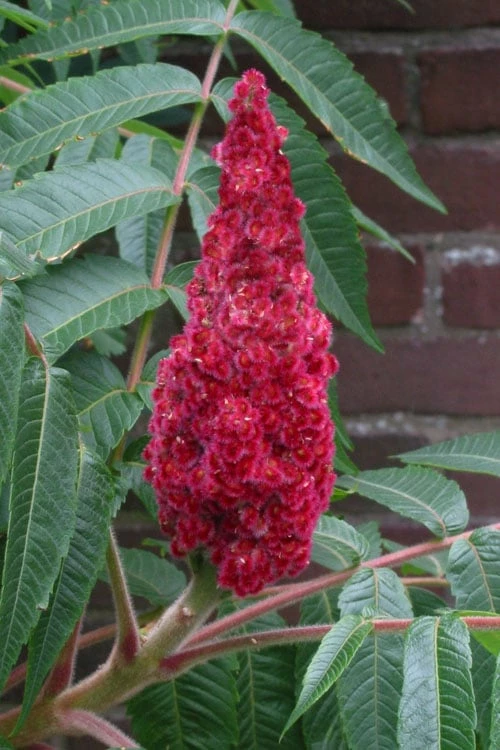 Staghorn Sumac (Rhus Typhina) - 3 Gallon Pot - Image 7