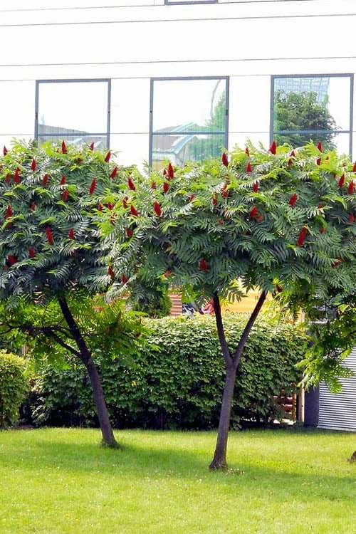 Staghorn Sumac (Rhus Typhina) - 3 Gallon Pot - Image 8
