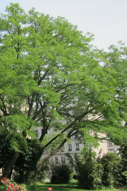 Black Locust Tree - 3 Gallon Pot - Image 7