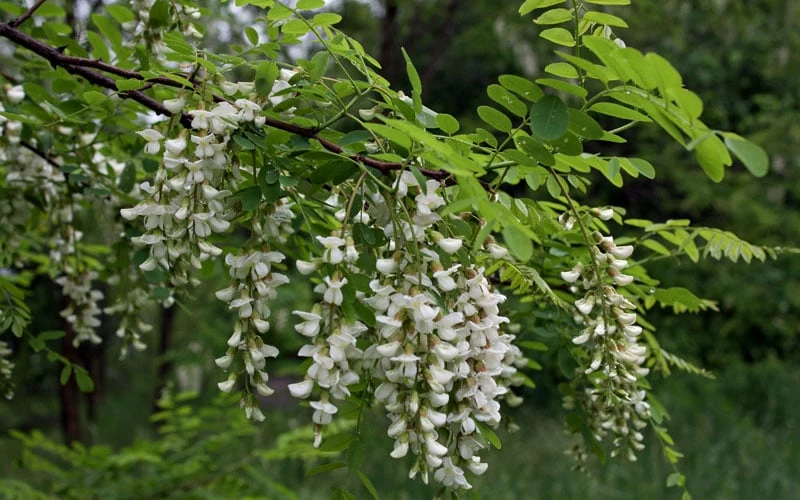 Black Locust Tree - 3 Gallon Pot - Image 12
