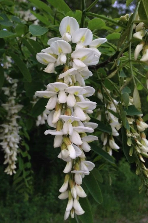 Black Locust Tree - 3 Gallon Pot - Image 13