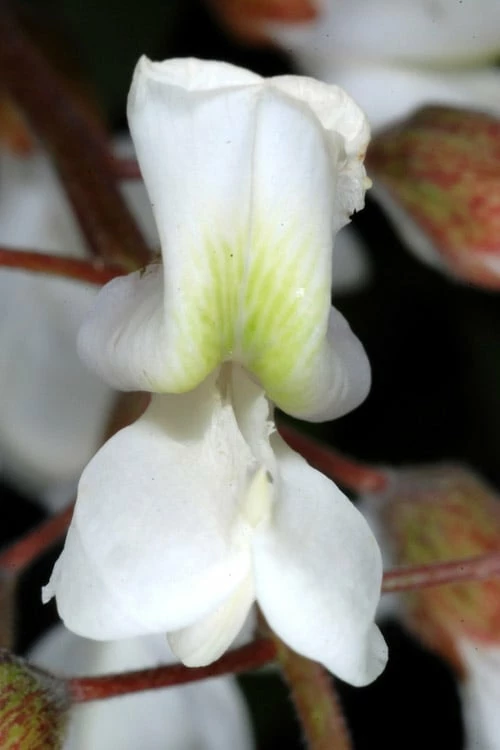 Black Locust Tree - 3 Gallon Pot - Image 10