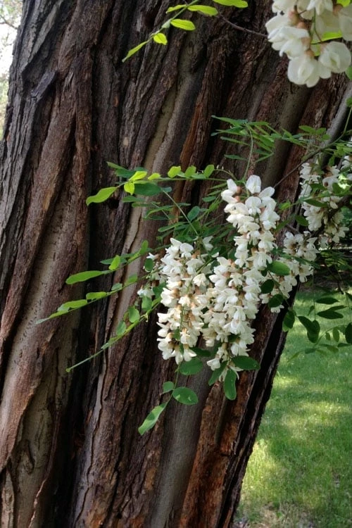 Black Locust Tree - 3 Gallon Pot - Image 9