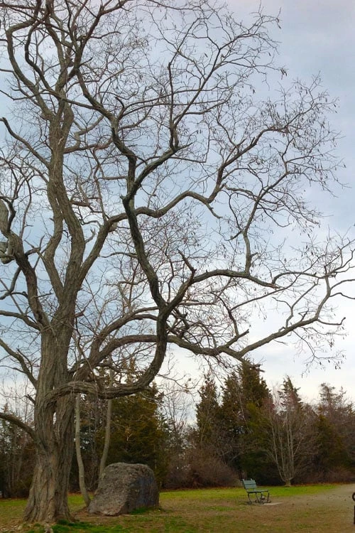 Black Locust Tree - 3 Gallon Pot - Image 8