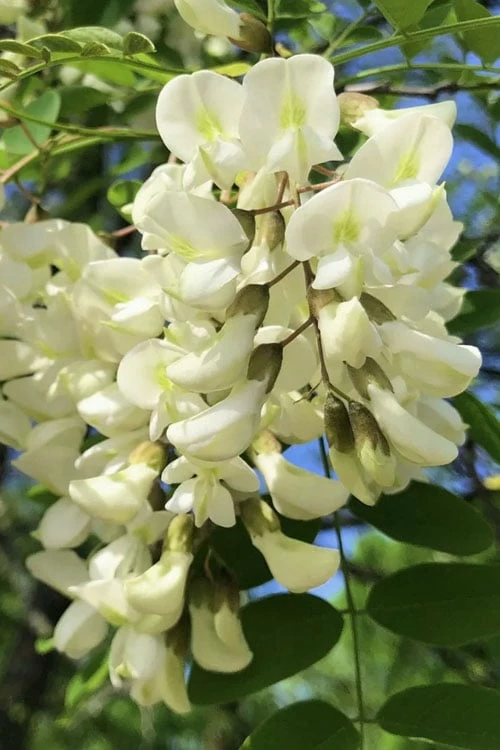 Black Locust Tree - 3 Gallon Pot - Image 11