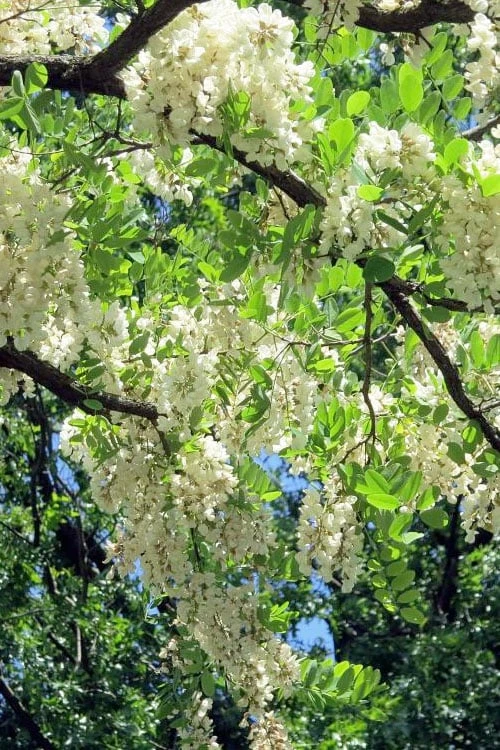 Black Locust Tree - 3 Gallon Pot - Image 4