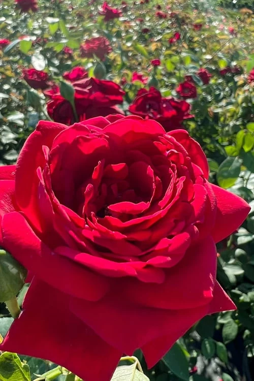 Easy Elegance Kashmir Rose - 7 Gallon Pot