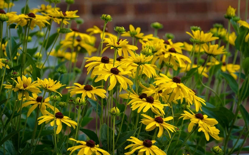 Sweet Coneflower (Rudbeckia Subtomentosa) - 1 Gallon Pot - Image 5