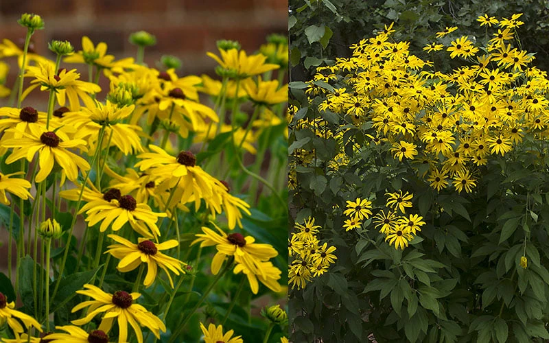 Sweet Coneflower (Rudbeckia Subtomentosa) - 1 Gallon Pot - Image 7