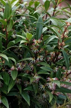 Himalayan Fragrant Sweet Box (Sarcococca Hookeriana) - 1 Gallon Pot