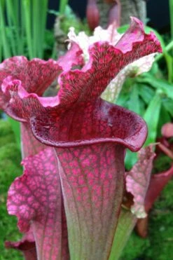 Juthatip Soper Pitcher Plant (Saracennia) - 2.5 Quart Pot
