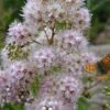 White Meadowsweet (Spirea Alba) - 3 Gallon Pot