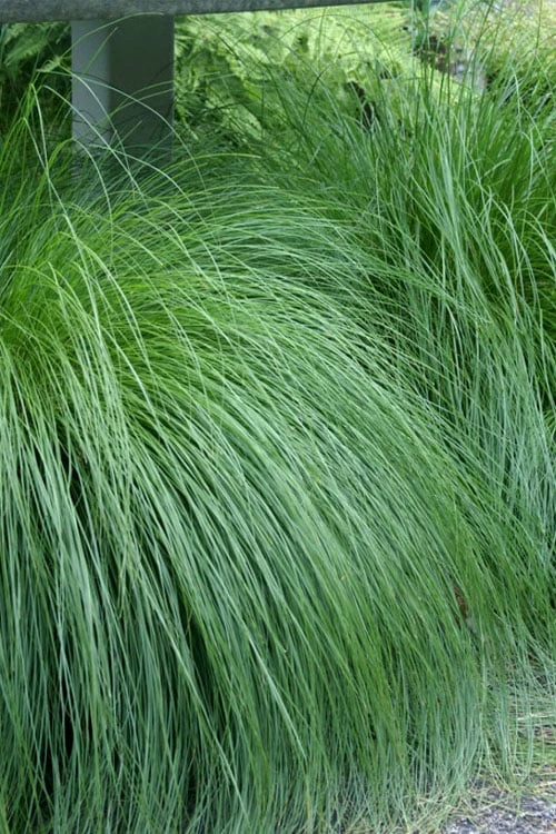Prairie Dropseed Grass (Sporobolis Heterolepis) - 6 Pack Of 1 Gallon Pots - Image 6