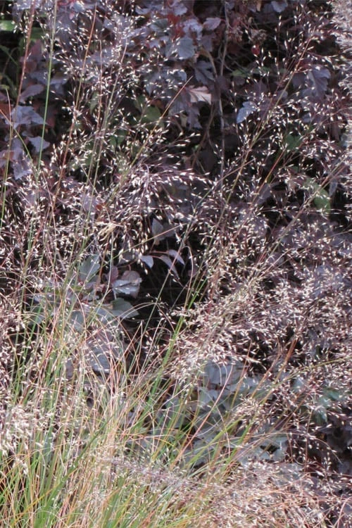Prairie Dropseed Grass (Sporobolis Heterolepis) - 8 Pack Of 1 Gallon Pots - Image 7