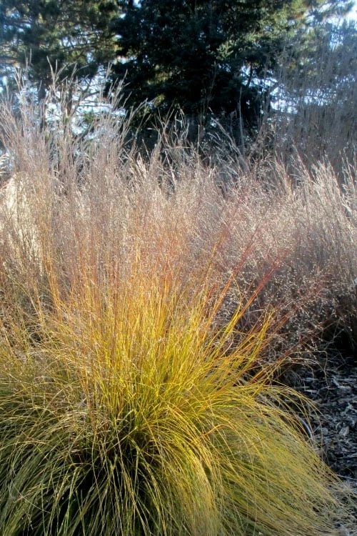 Prairie Dropseed Grass (Sporobolis Heterolepis) - 8 Pack Of 1 Gallon Pots - Image 9