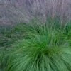 Prairie Dropseed Grass (Sporobolis Heterolepis) - 8 Pack Of 1 Gallon Pots